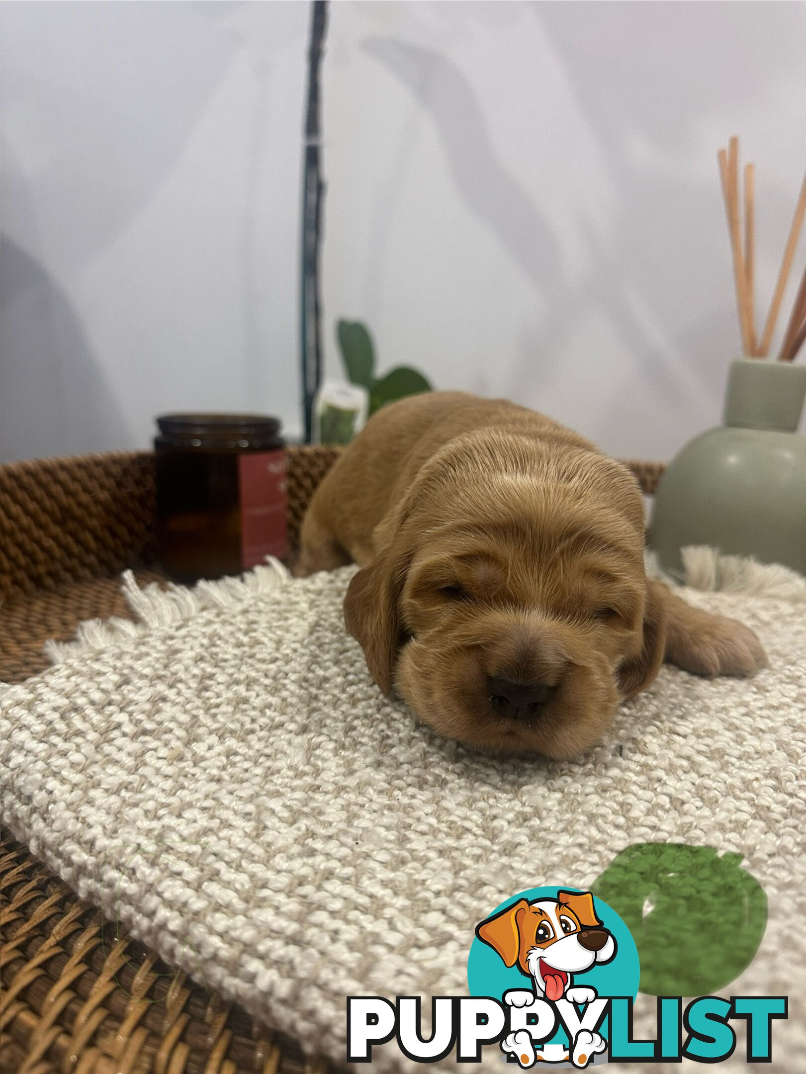 Cocker Spaniel Puppies