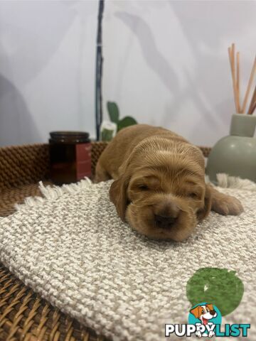 Cocker Spaniel Puppies