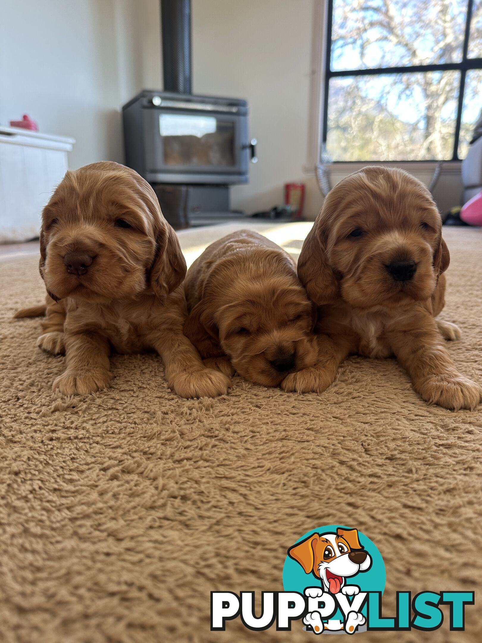 Cocker Spaniel Puppies