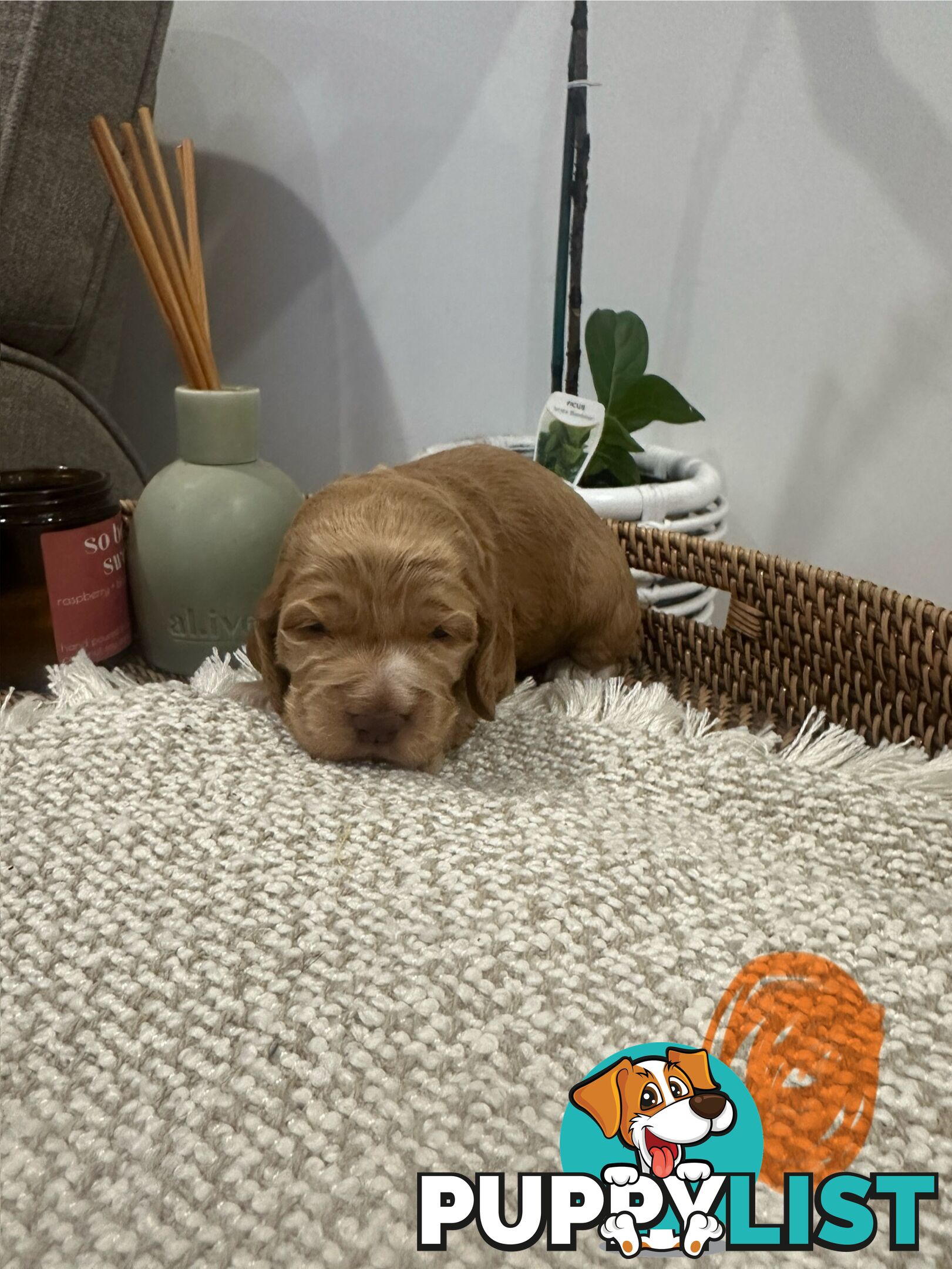 Cocker Spaniel Puppies