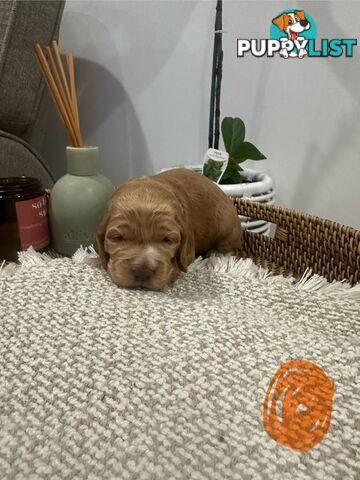 Cocker Spaniel Puppies