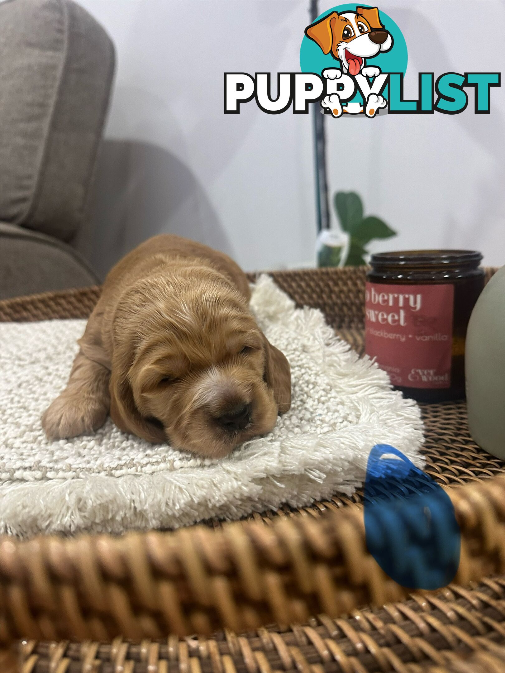 Cocker Spaniel Puppies