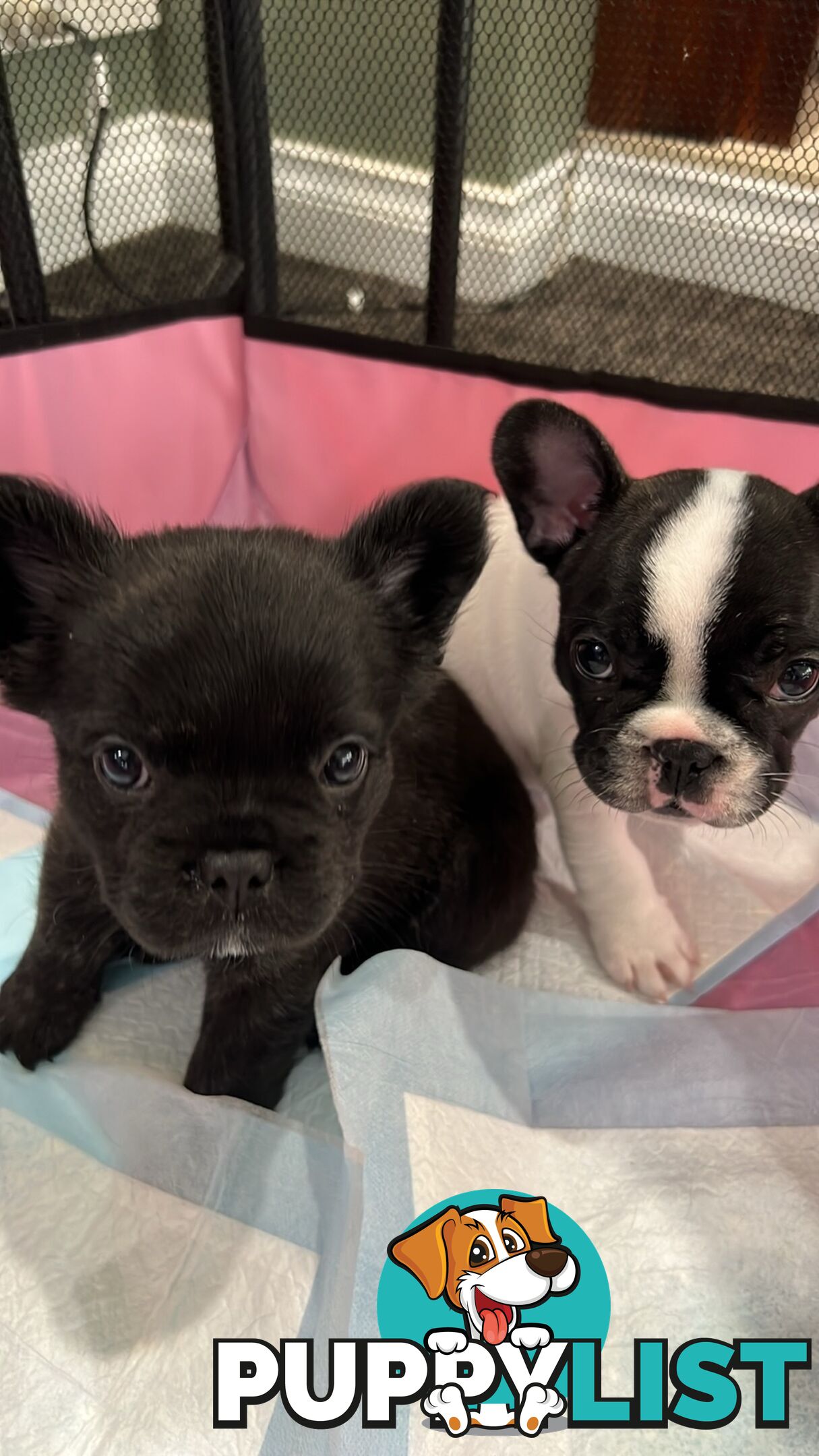 Beautiful French bulldogs