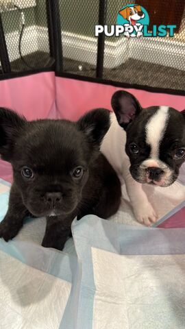 Beautiful French bulldogs