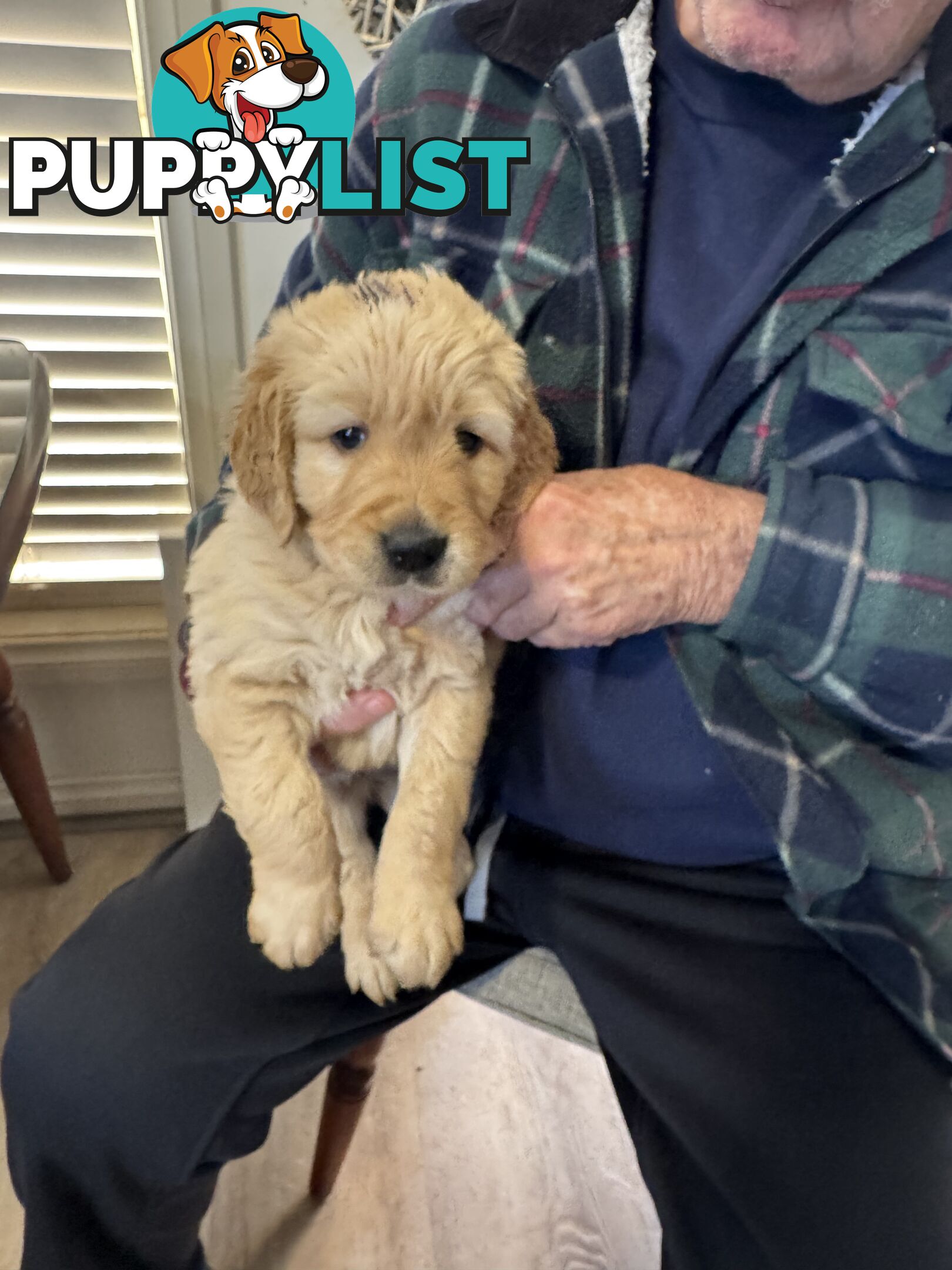Golden Retriever Puppies Pure Bred