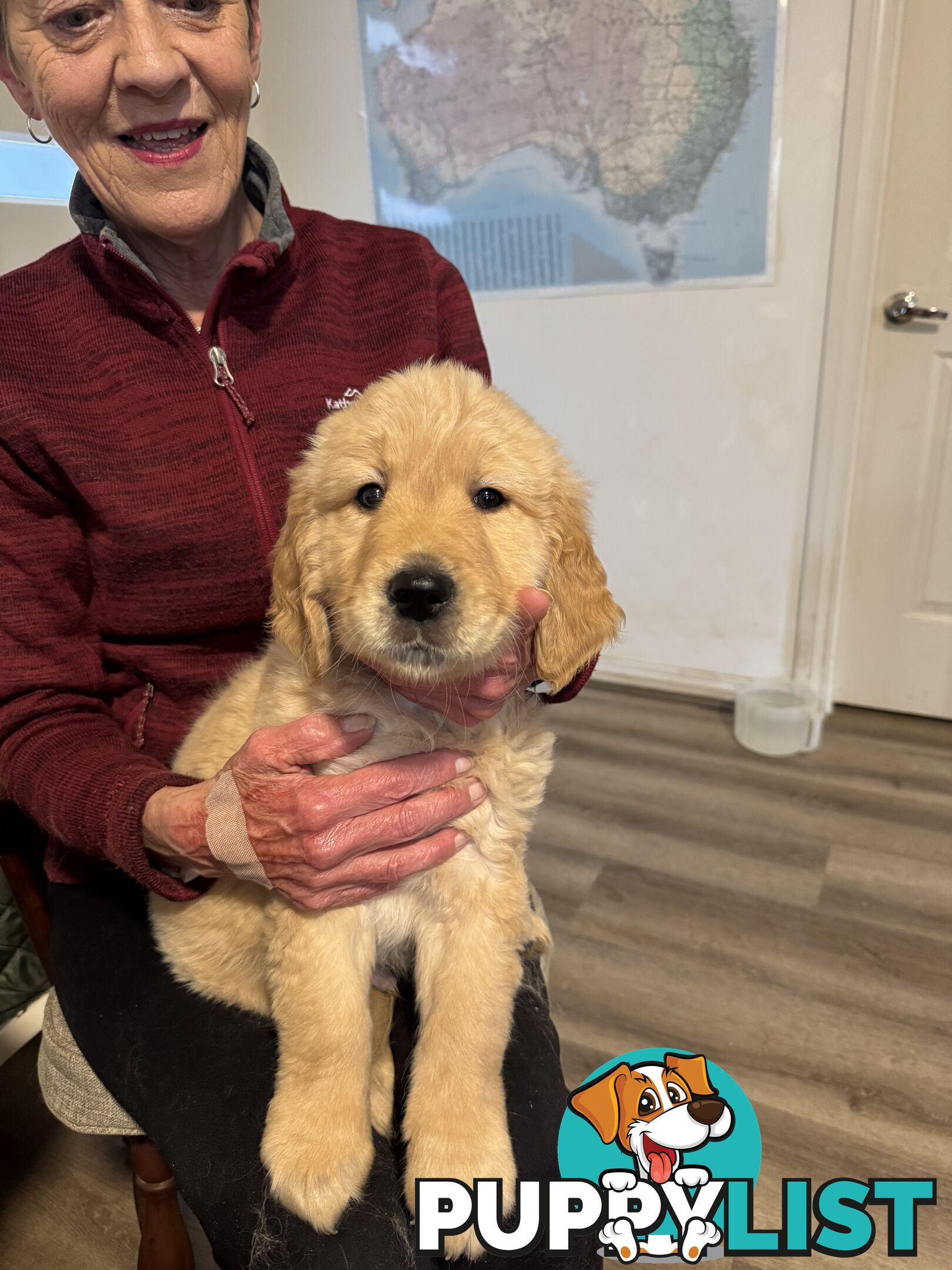 Golden Retriever Puppies Pure Bred