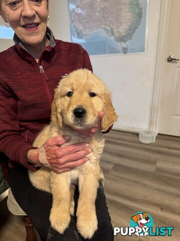 Golden Retriever Puppies Pure Bred