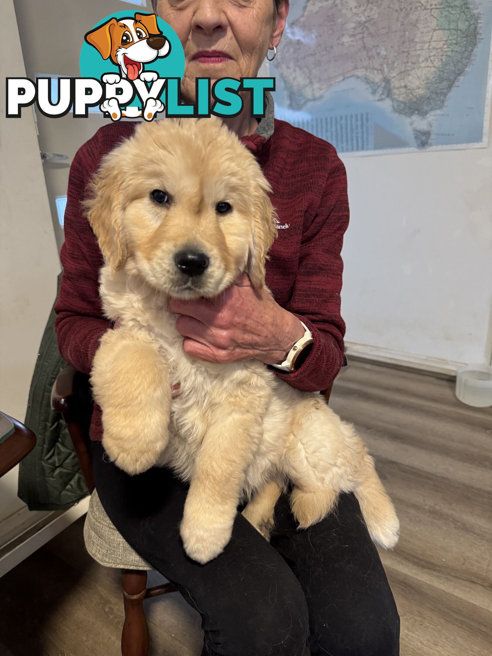 Golden Retriever Puppies Pure Bred