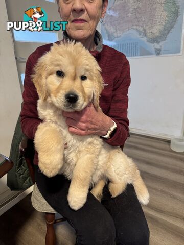 Golden Retriever Puppies Pure Bred