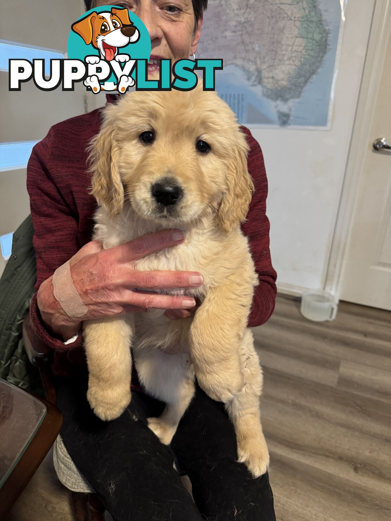 Golden Retriever Puppies Pure Bred