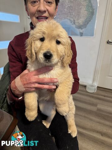 Golden Retriever Puppies Pure Bred
