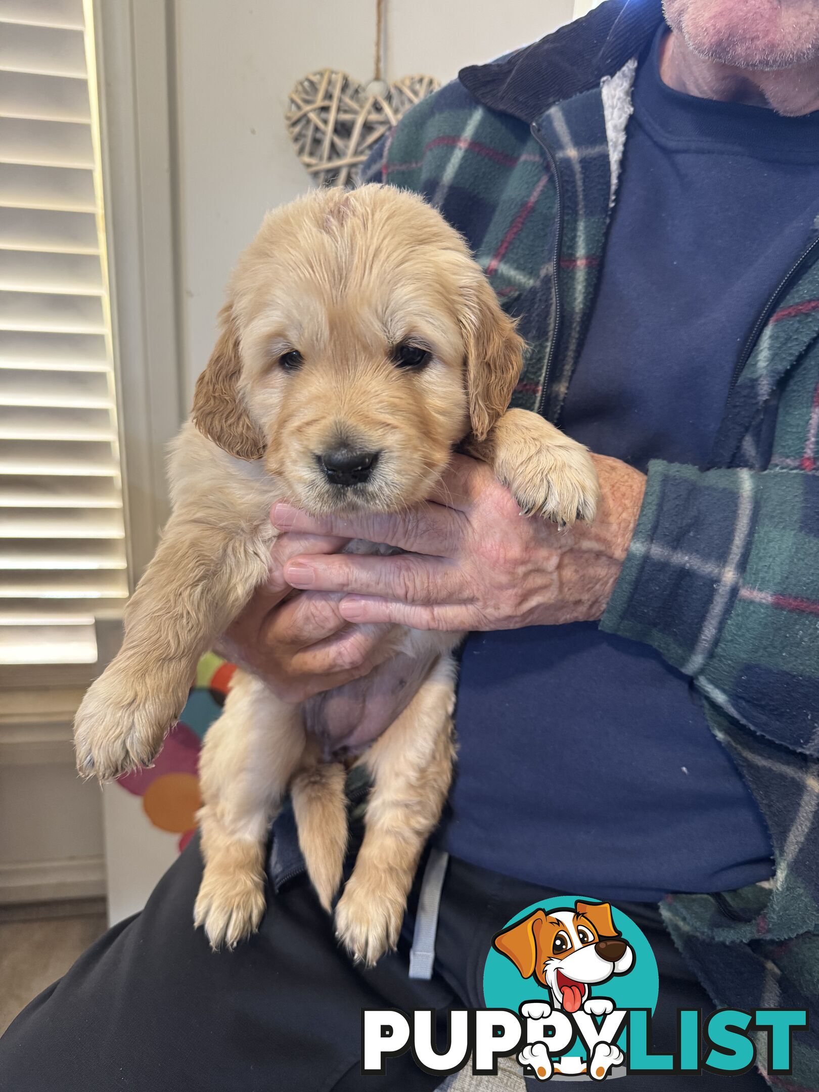 Golden Retriever Puppies Pure Bred