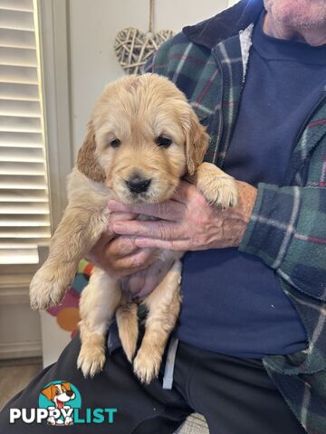 Golden Retriever Puppies Pure Bred