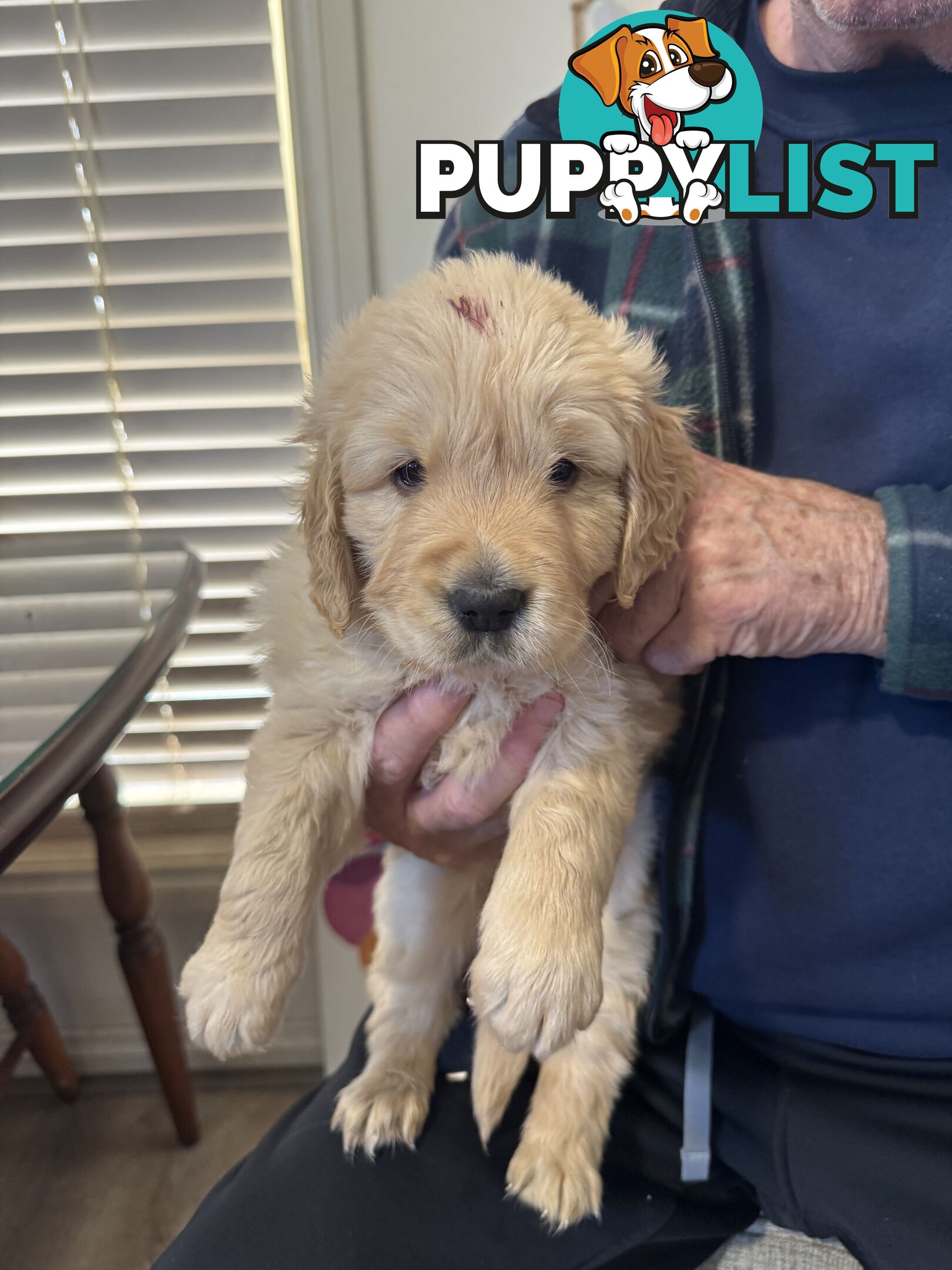 Golden Retriever Puppies Pure Bred