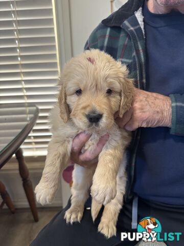 Golden Retriever Puppies Pure Bred
