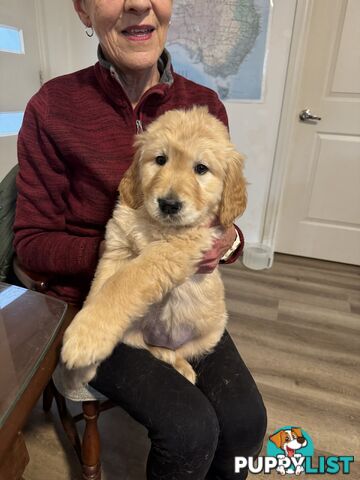 Golden Retriever Puppies Pure Bred