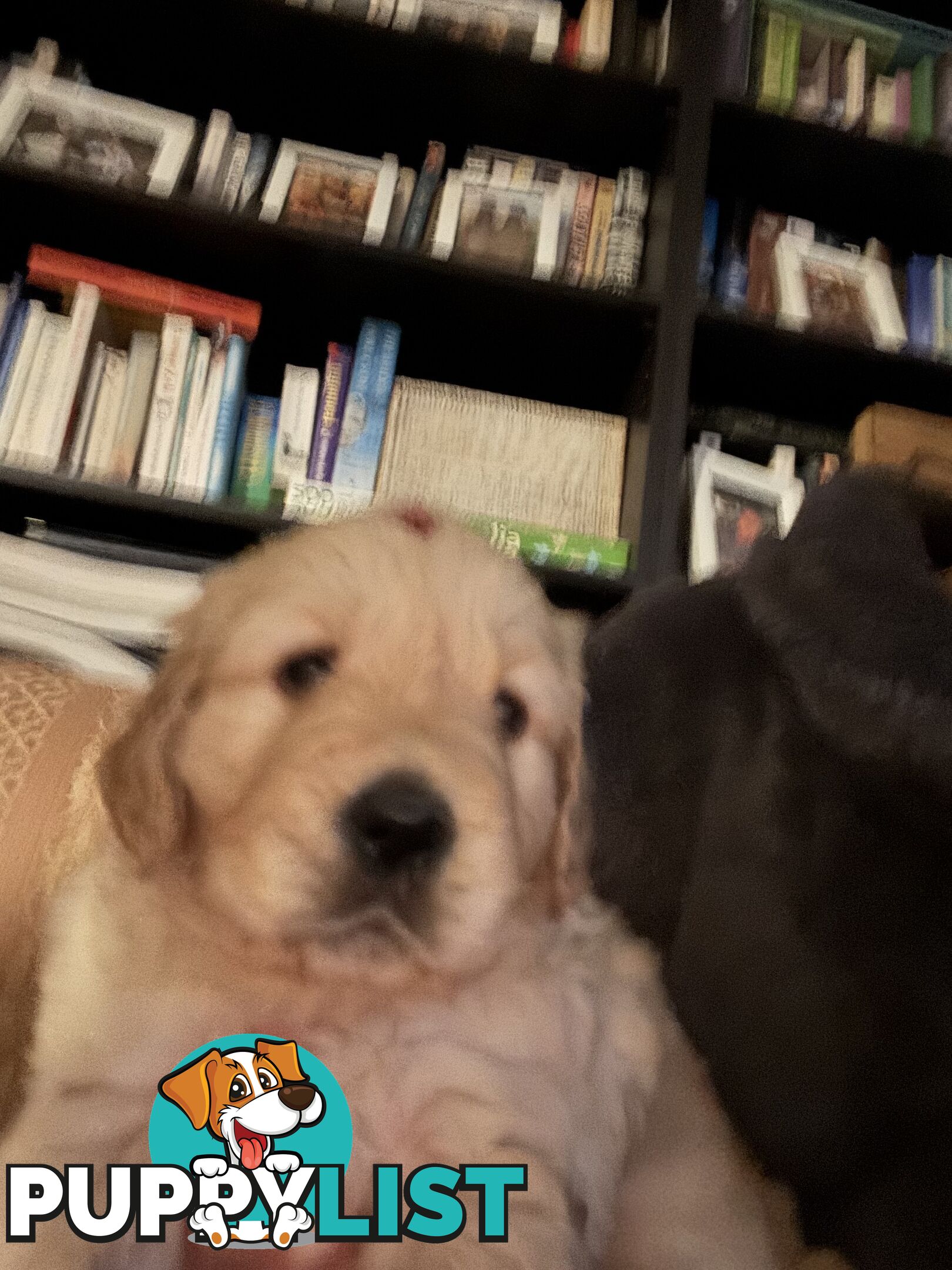 Golden Retriever Puppies Pure Bred