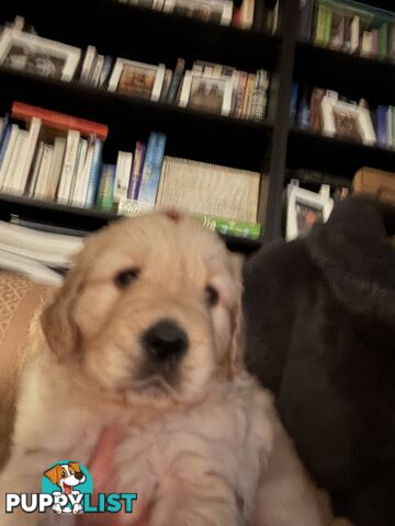 Golden Retriever Puppies Pure Bred