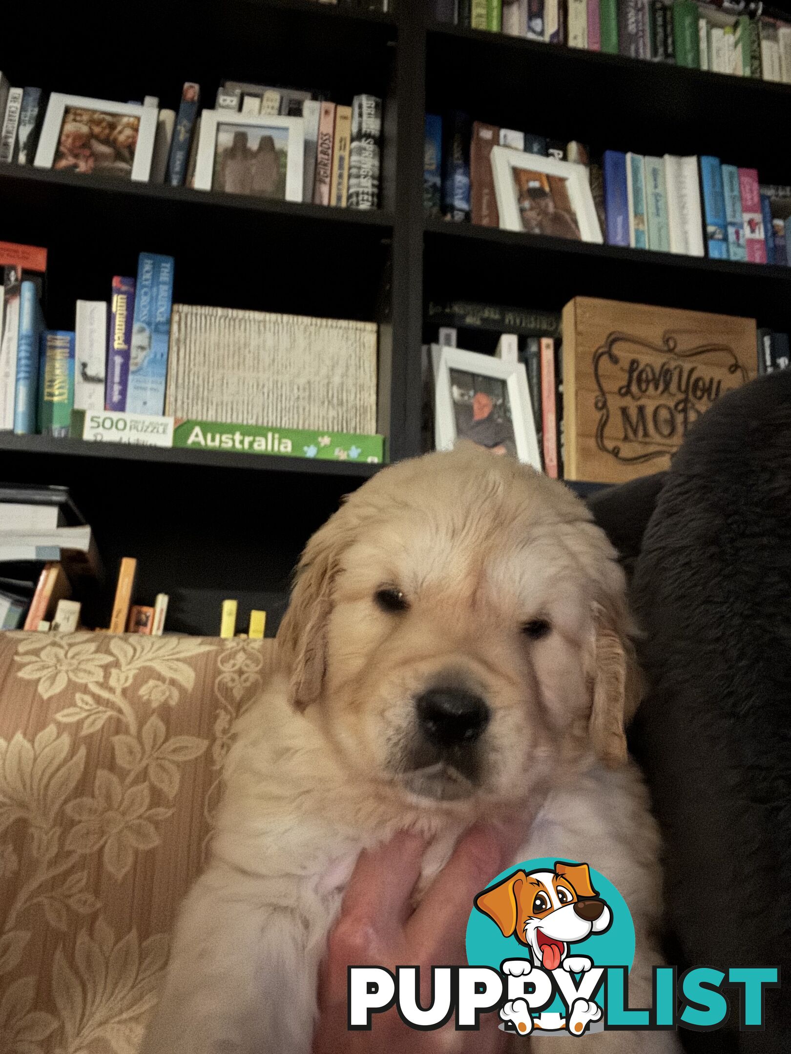 Golden Retriever Puppies Pure Bred