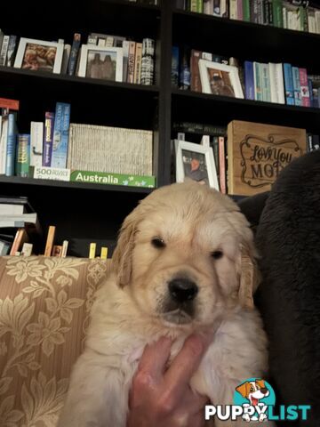 Golden Retriever Puppies Pure Bred