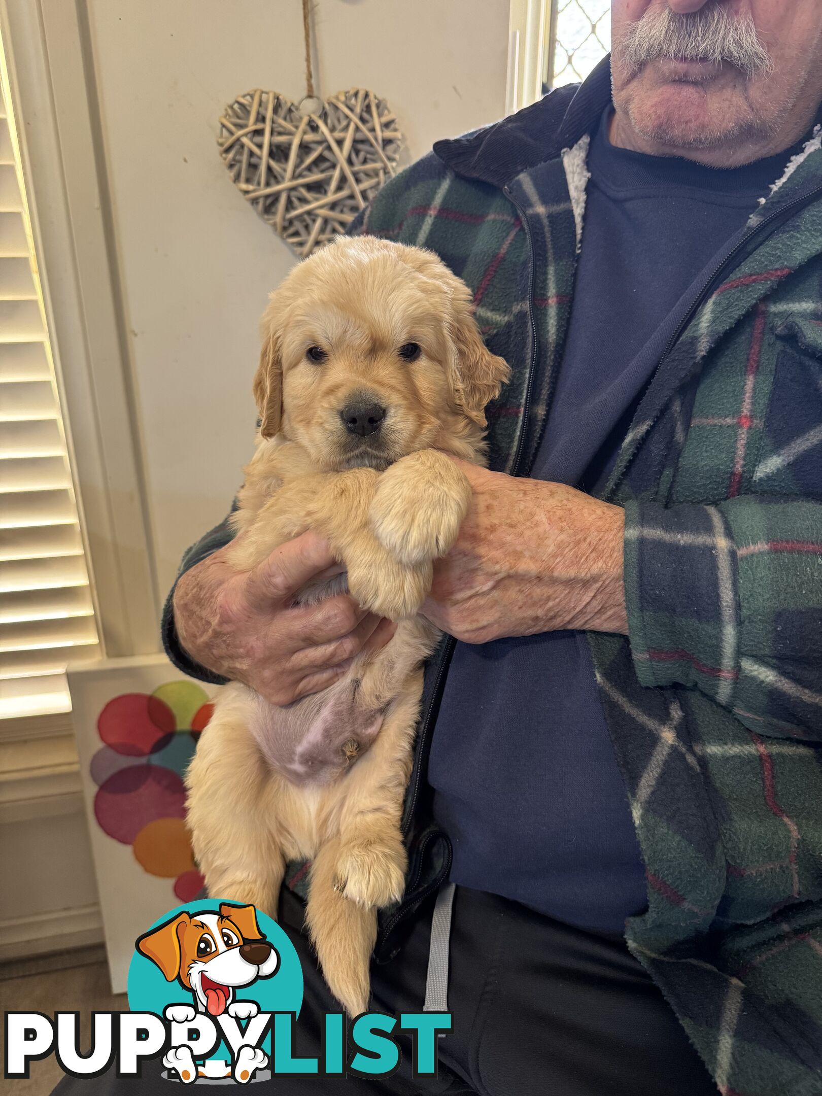Golden Retriever Puppies Pure Bred
