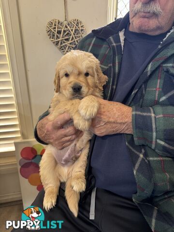 Golden Retriever Puppies Pure Bred