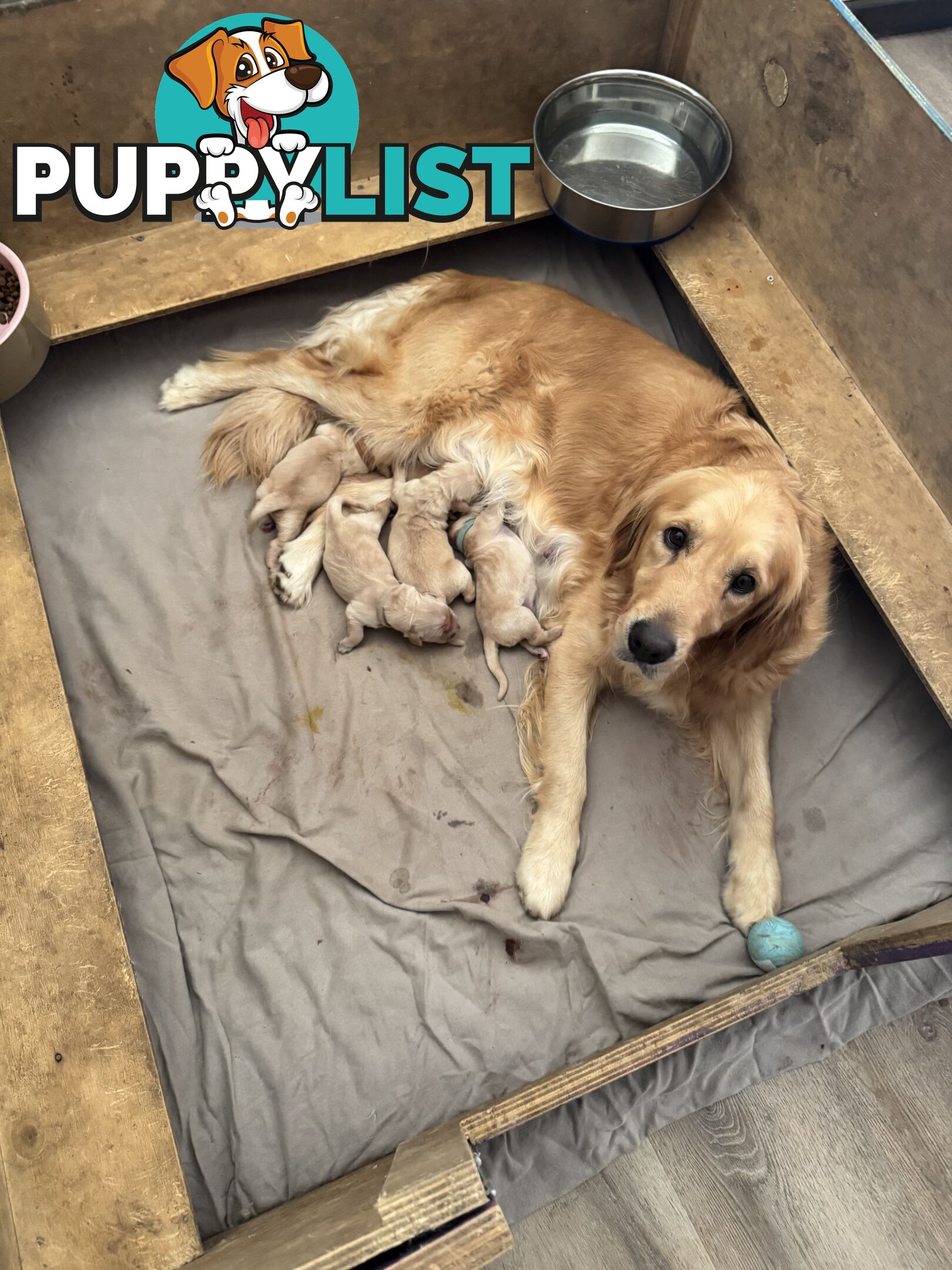 Golden Retriever Puppies Pure Bred