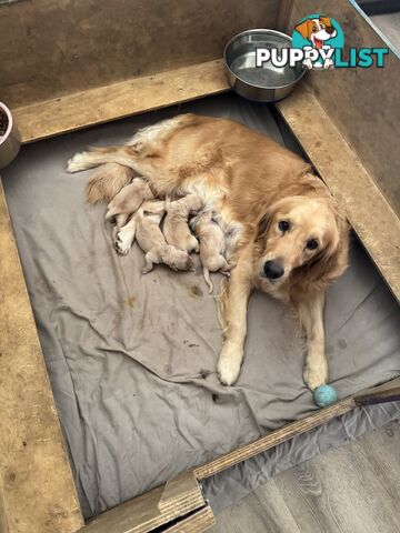Golden Retriever Puppies Pure Bred