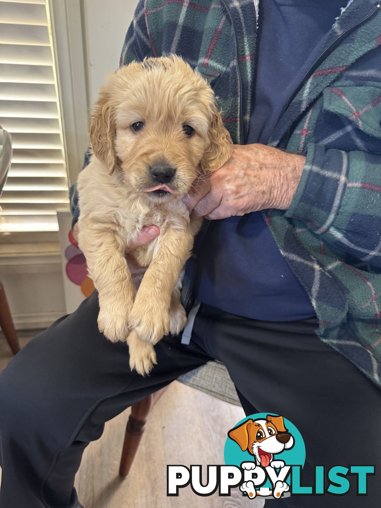 Golden Retriever Puppies Pure Bred