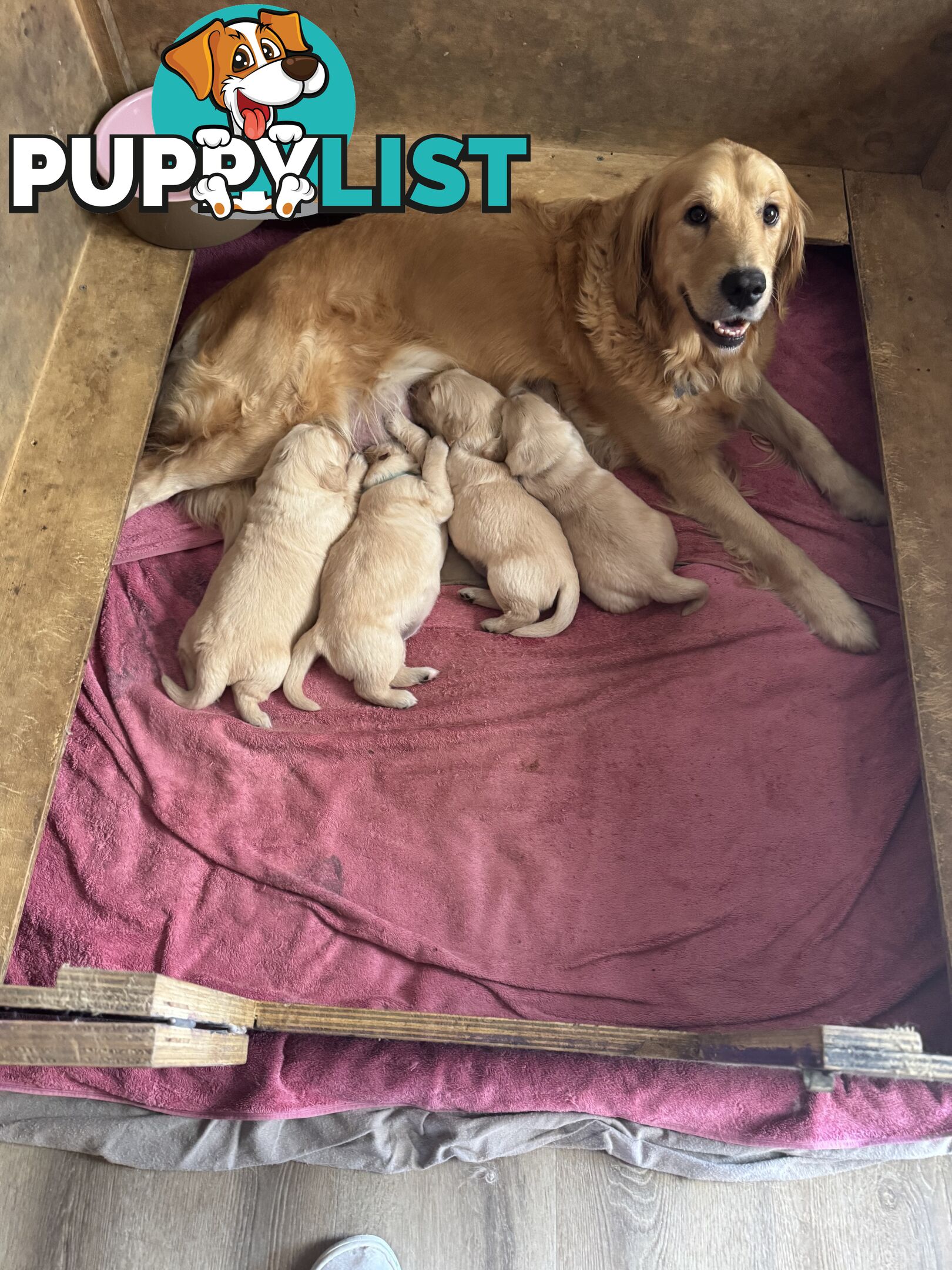 Golden Retriever Puppies Pure Bred