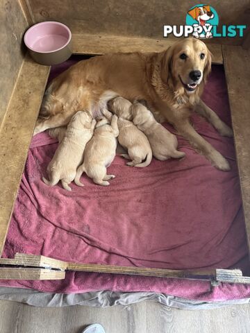 Golden Retriever Puppies Pure Bred