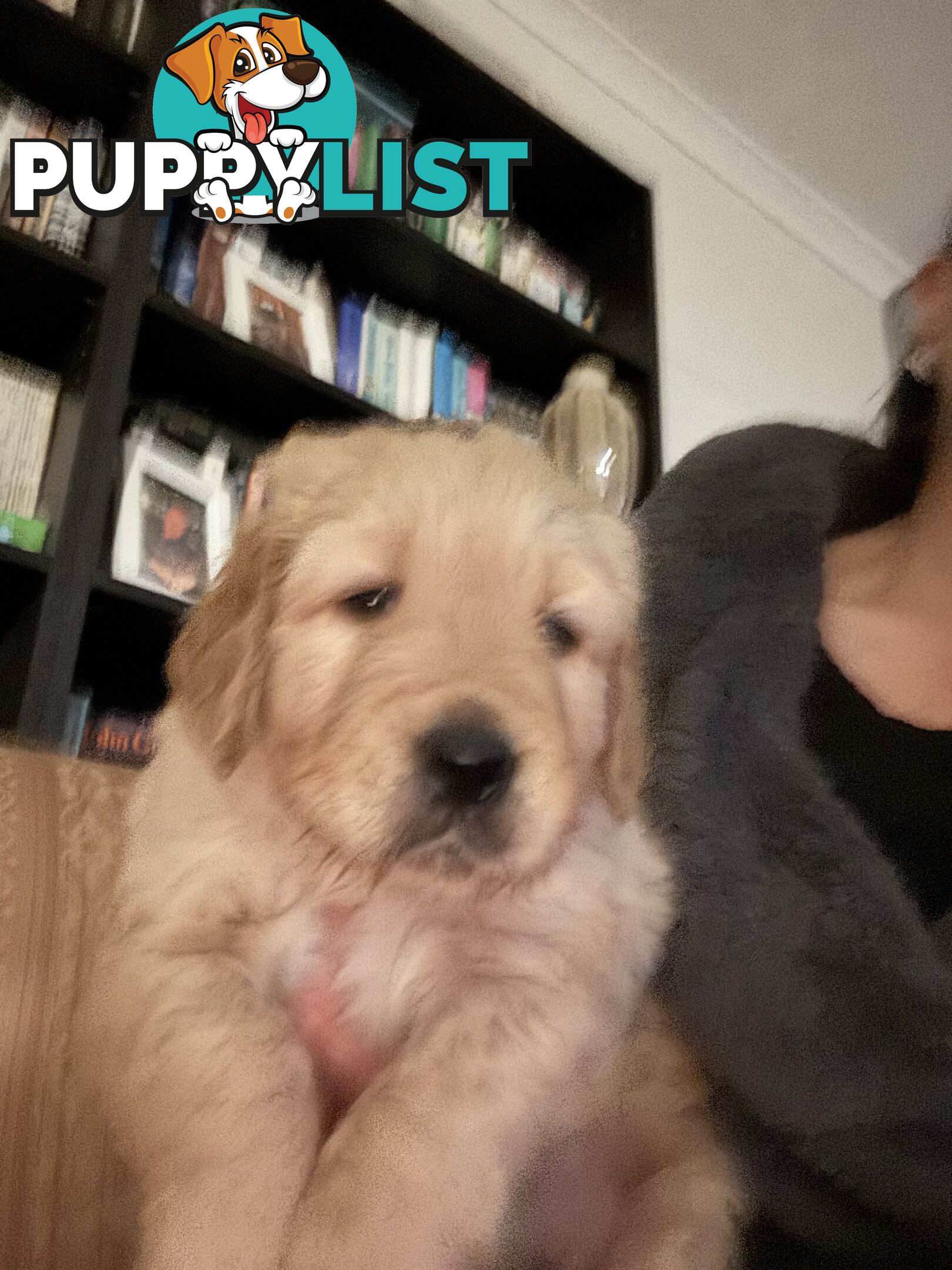 Golden Retriever Puppies Pure Bred