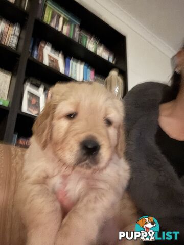 Golden Retriever Puppies Pure Bred