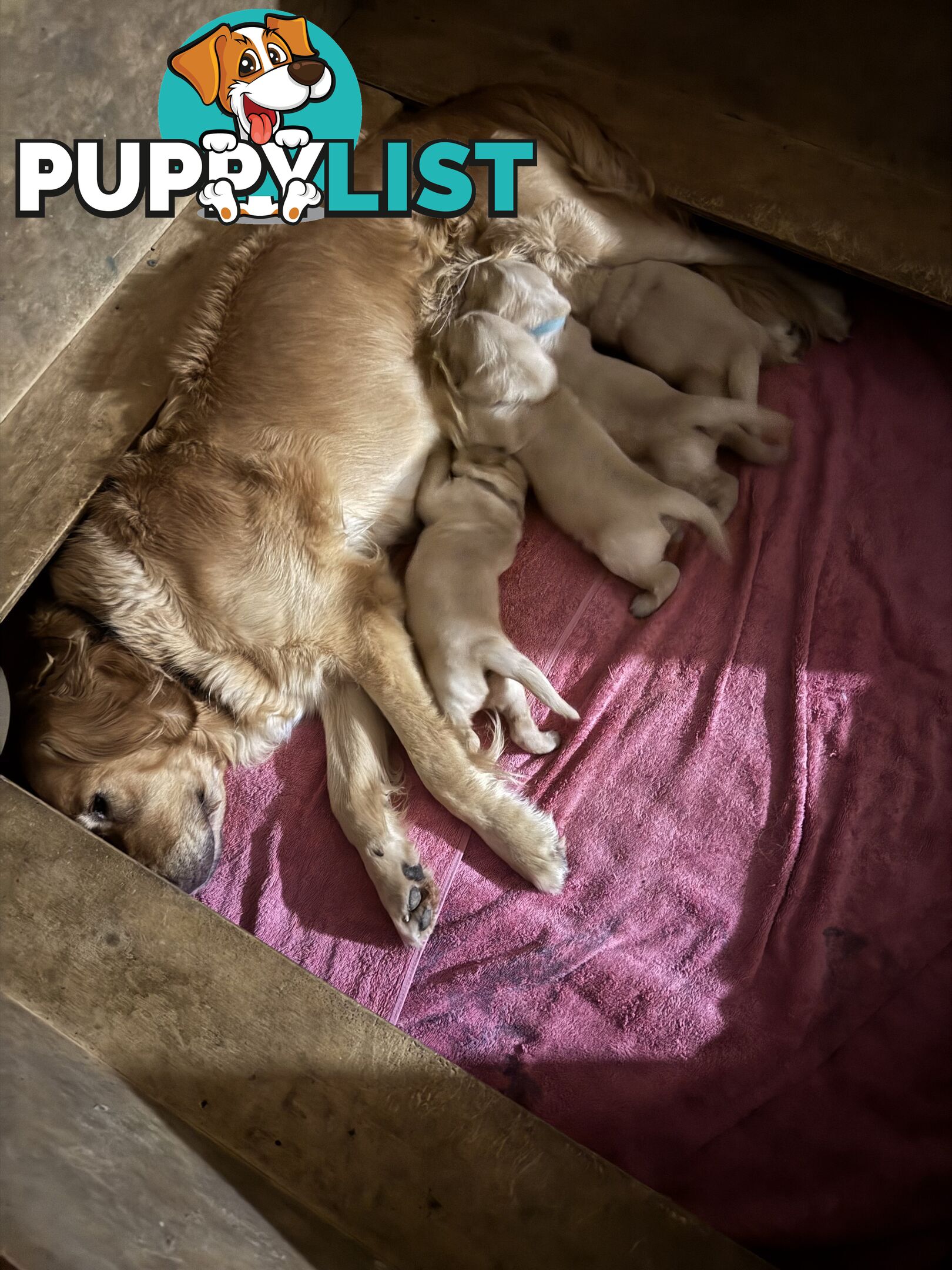 Golden Retriever Puppies Pure Bred