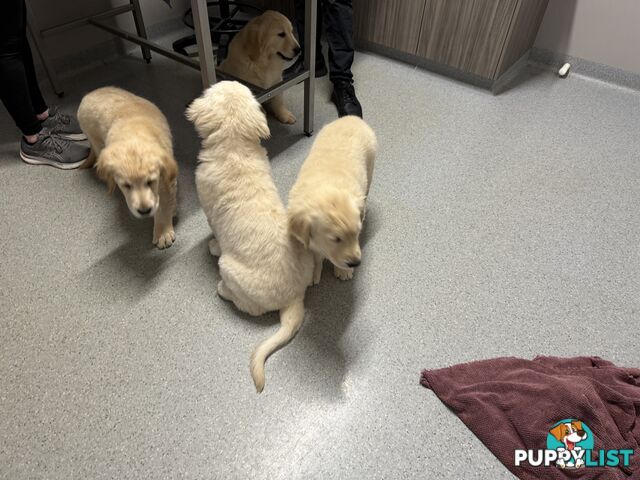 Golden Retriever Pure Bred Puppies