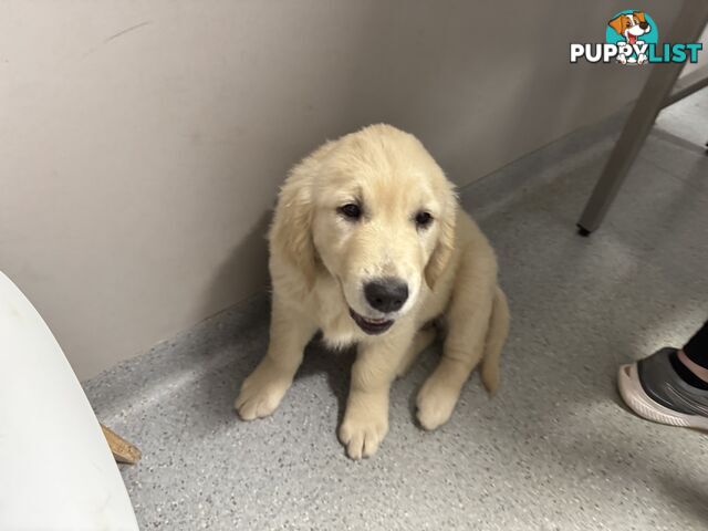 Golden Retriever Pure Bred Puppies