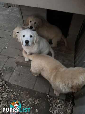 Golden Retriever Pure Bred Puppies