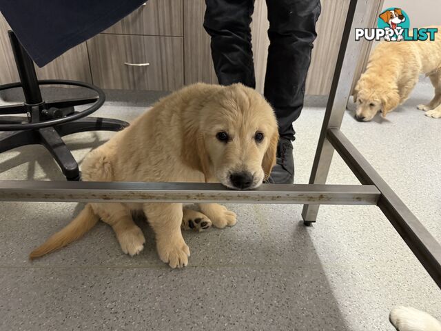 Golden Retriever Pure Bred Puppies