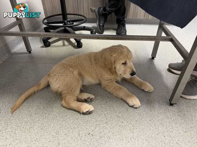 Golden Retriever Pure Bred Puppies