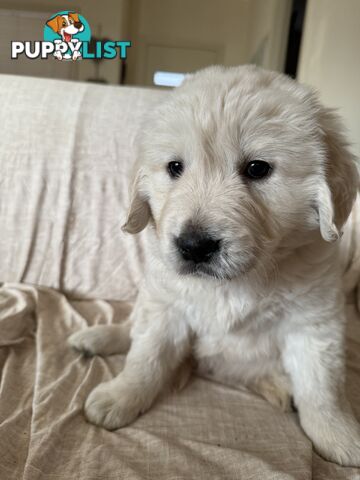 Golden Retriever Pure Bred Puppies