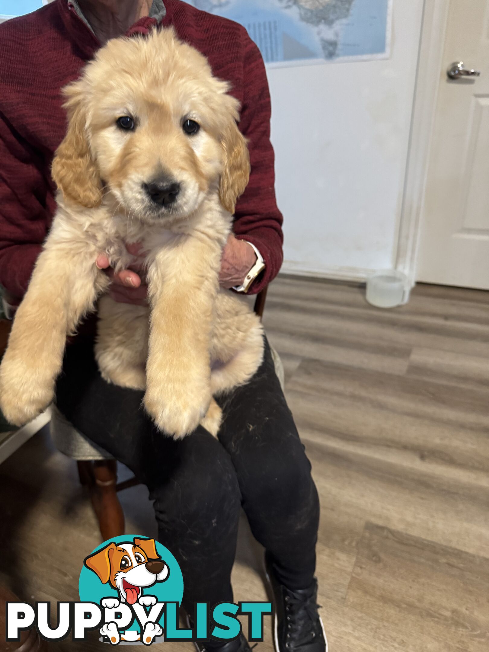 Golden Retriever Pure Bred Puppies