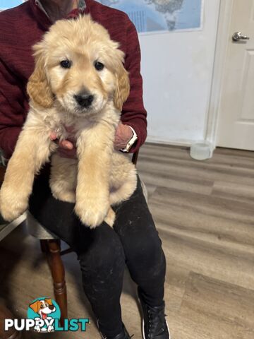 Golden Retriever Pure Bred Puppies