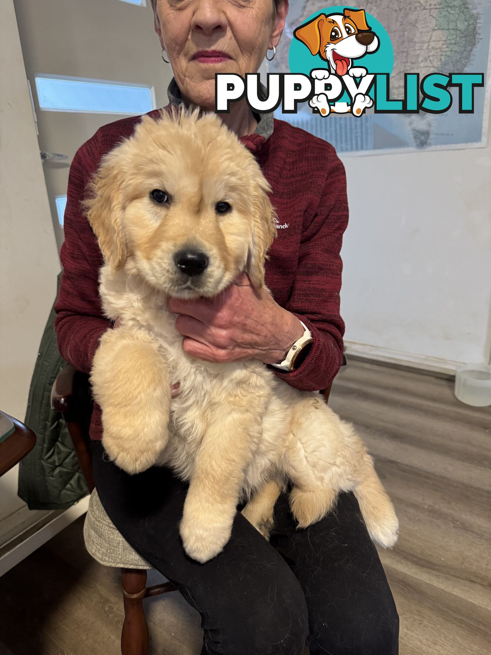 Golden Retriever Pure Bred Puppies
