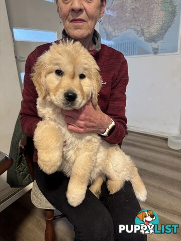 Golden Retriever Pure Bred Puppies