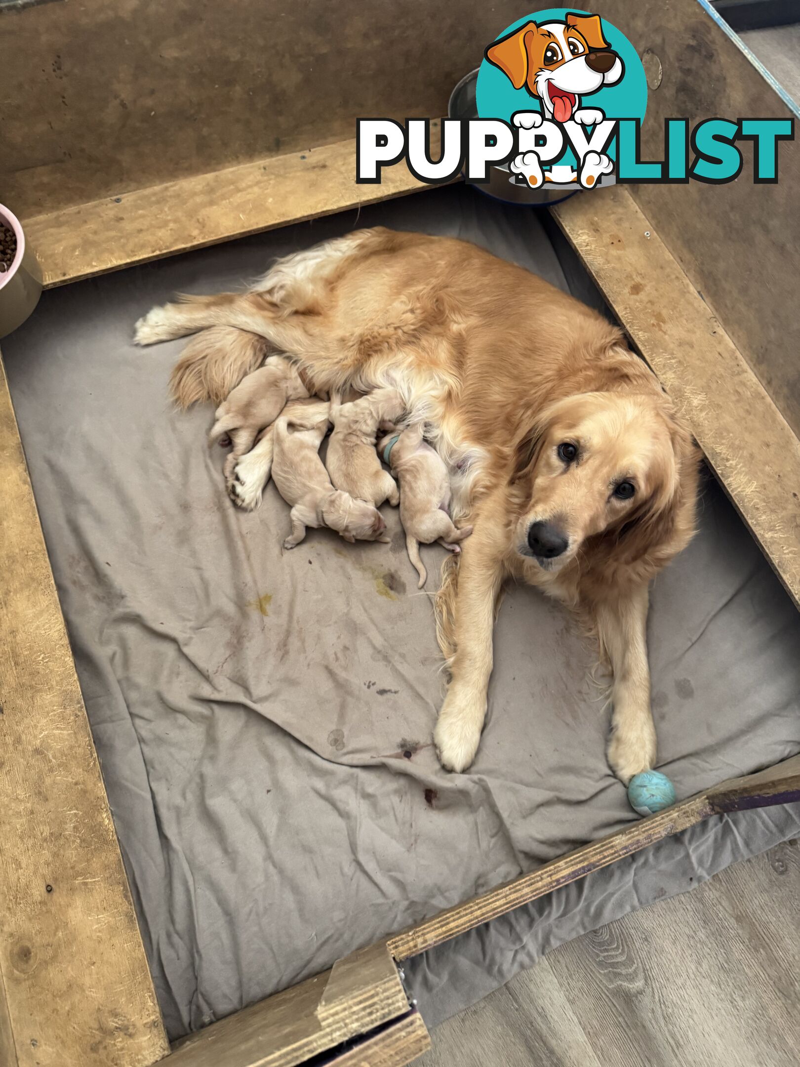Golden Retriever Pure Bred Puppies