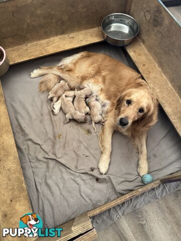 Golden Retriever Pure Bred Puppies
