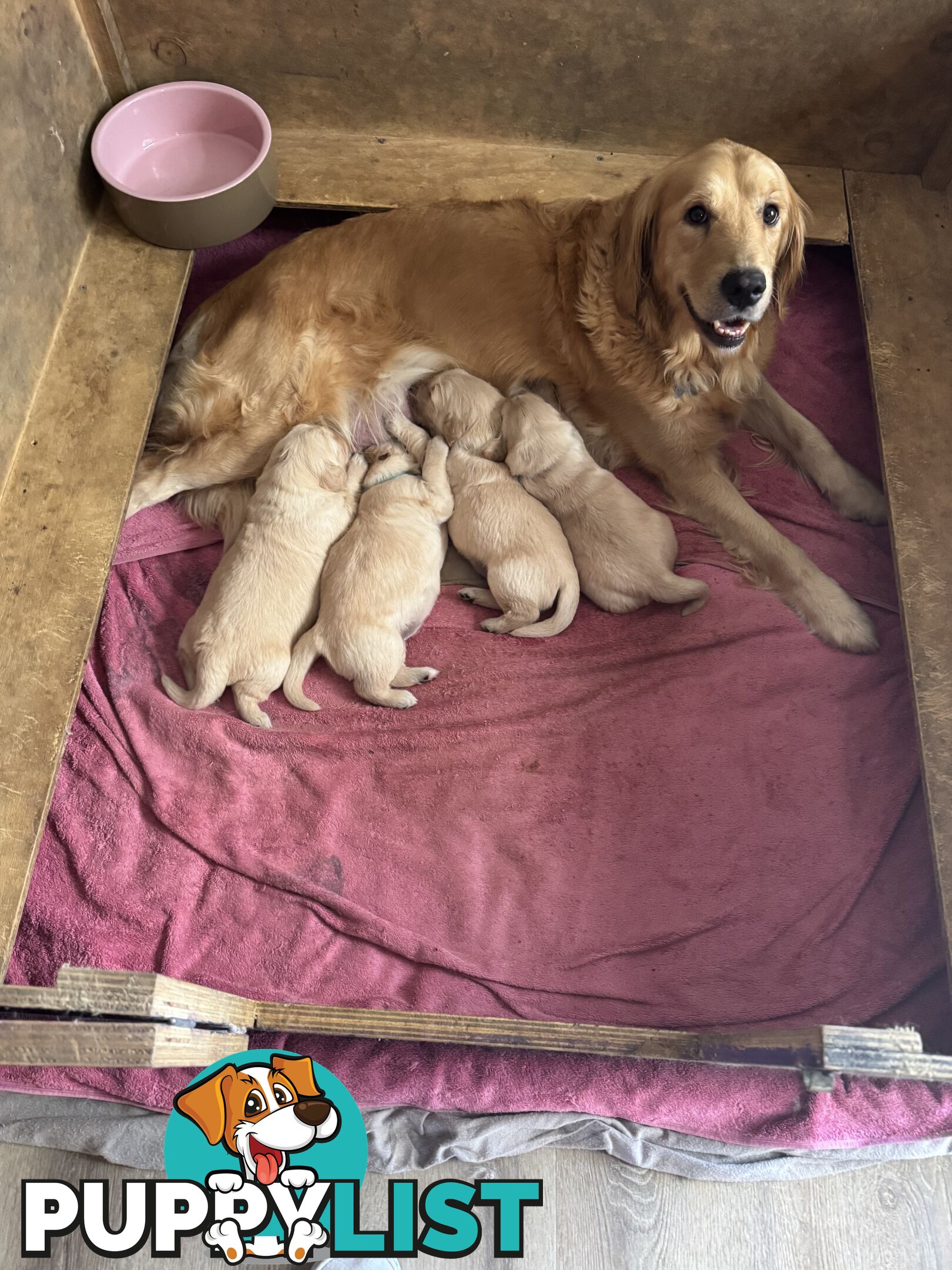 Golden Retriever Pure Bred Puppies