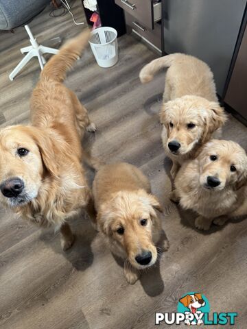 Golden Retriever Pure Bred Puppies
