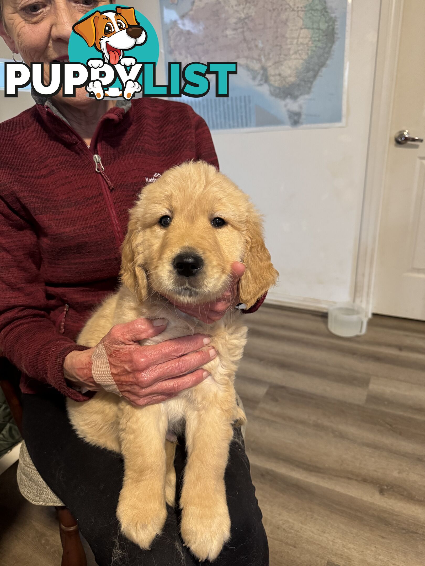 Golden Retriever Pure Bred Puppies