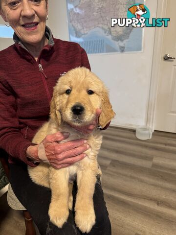 Golden Retriever Pure Bred Puppies